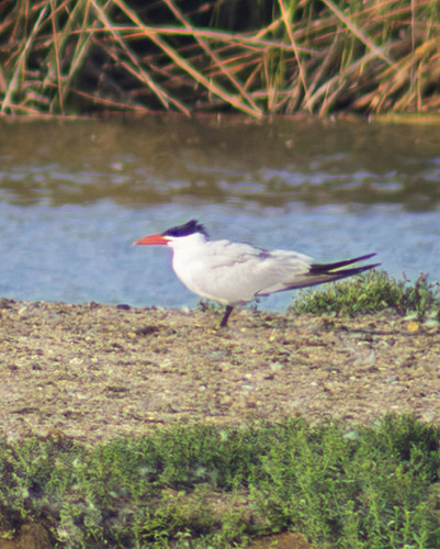 iNaturalist observation photo of Caspian Tern