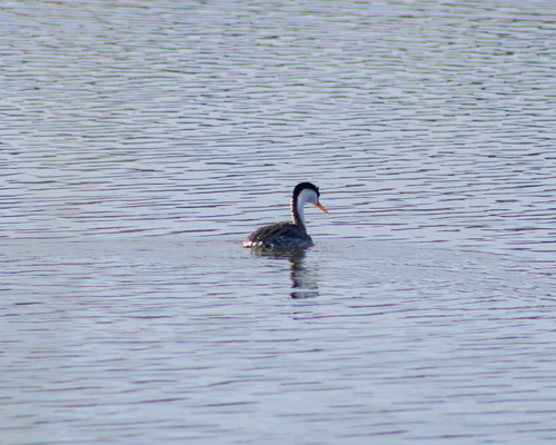 iNaturalist observation photo of Clark's Grebe