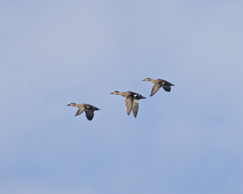 iNaturalist observation photo of Gadwall