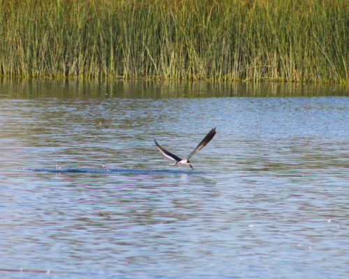 iNaturalist observation photo of Black Skimmer
