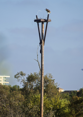 iNaturalist observation photo of Osprey