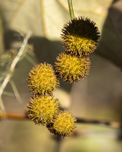iNaturalist observation photo of western sycamore