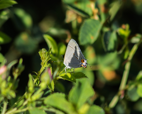 iNaturalist observation photo of Gray Hairstreak