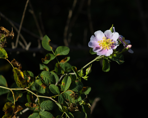 iNaturalist observation photo of California Wild Rose