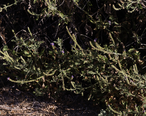 iNaturalist observation photo of western vervain