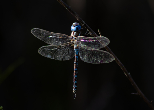 iNaturalist observation photo of Blue-eyed Darner