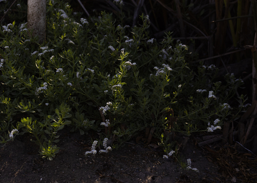iNaturalist observation photo of alkali heliotrope