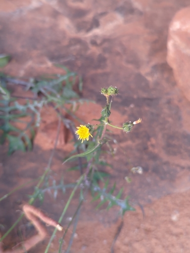 Common Sow-thistle