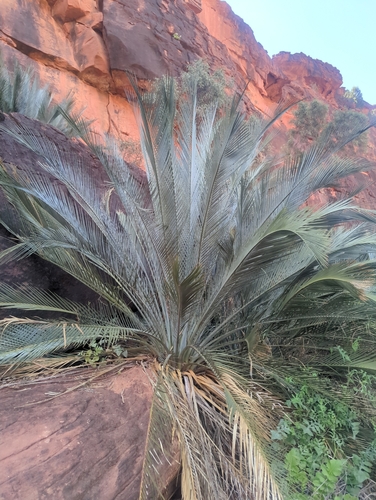 MacDonnell Ranges Cycad