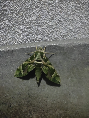 Oleander Hawkmoth