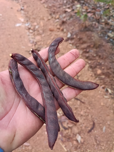 Stryphnodendron adstringens