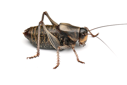 iNaturalist observation photo of Mormon Cricket