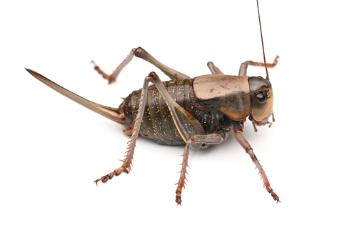iNaturalist observation photo of Mormon Cricket