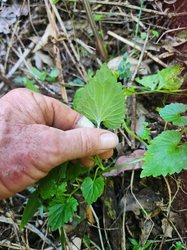 forest lobelia