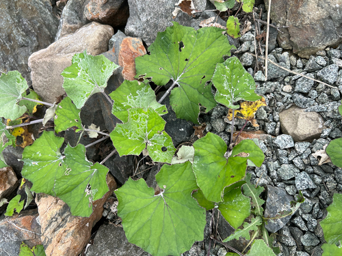 colt's-foot