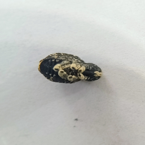 Cactus Weevils