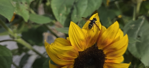 Oblique-banded Pond Fly