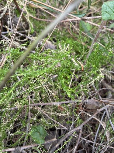 Swamp Spikemoss