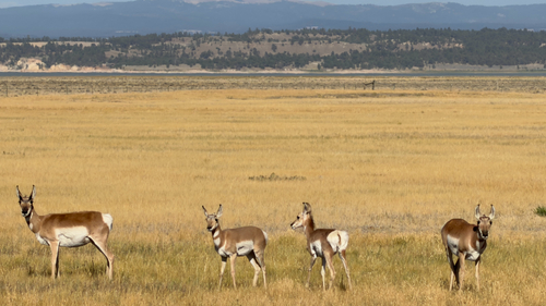 Pronghorn