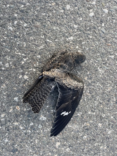 Common Nighthawk
