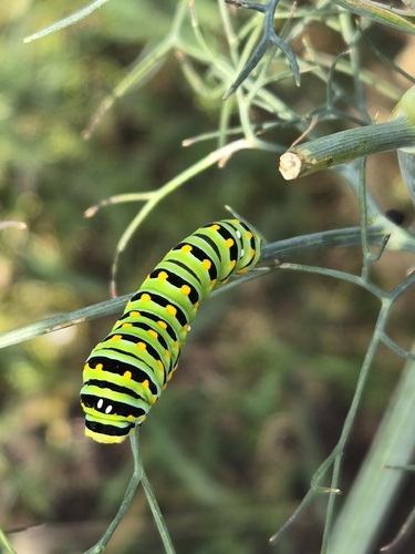 Eastern Black Swallowtail