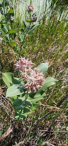 showy milkweed