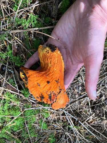 lobster mushroom