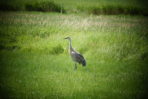 Sandhill Crane