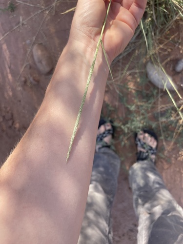 Spike Dropseed