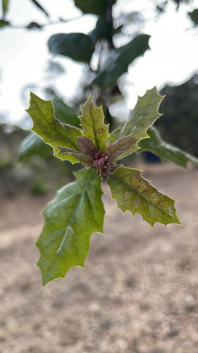 iNaturalist observation photo of coast live oak