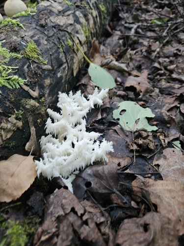 Coral tooth fungus