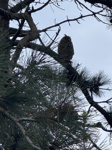 Great Horned Owl