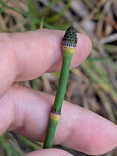 smooth horsetail