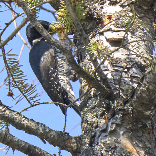 Black-backed Woodpecker