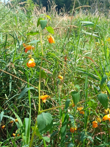common jewelweed