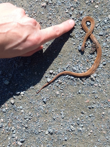 Northern Redbelly Snake