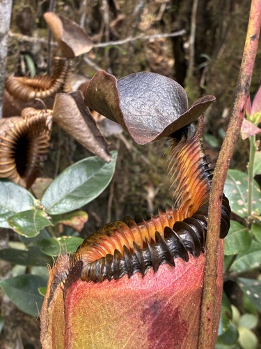 Nepenthes villosa