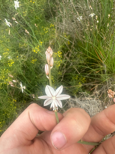 Onion-Leafed Asphodel