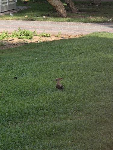 Common Hoopoe