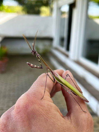 Mediterranean Conehead Mantis