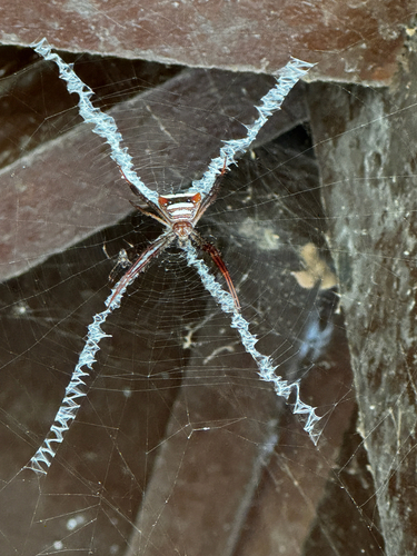 Argiope reinwardti