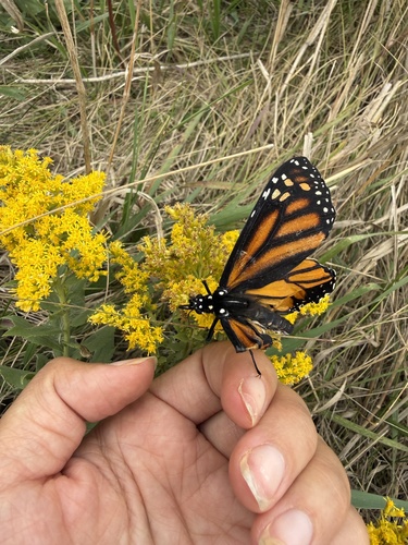 Monarch