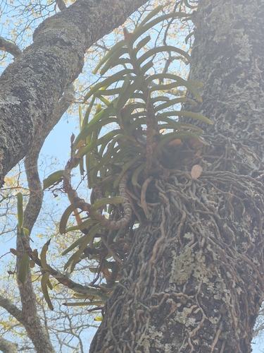 Hidden Bird Orchid