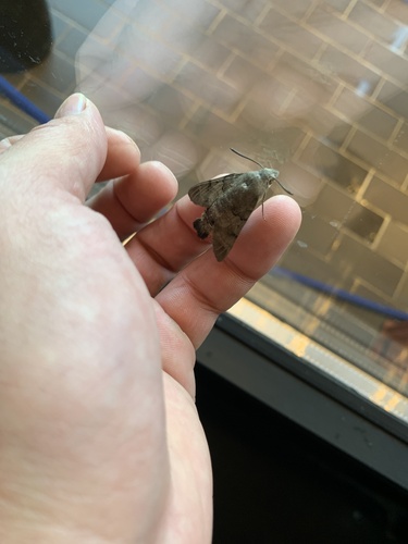 Eurasian Hummingbird Hawkmoth