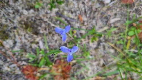 Blue Stars