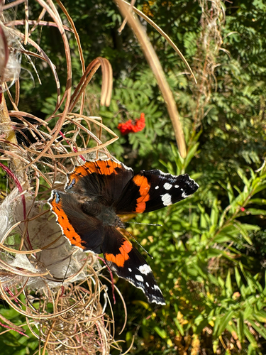 Red Admiral