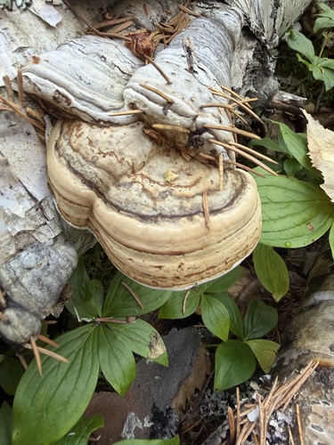 Hoof Fungus