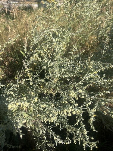 absinthe wormwood