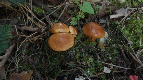 Larch Bolete