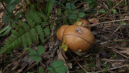 Dotted-stalked Suillus